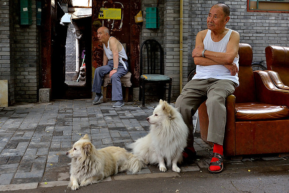 Hutong life one man and his two dogs