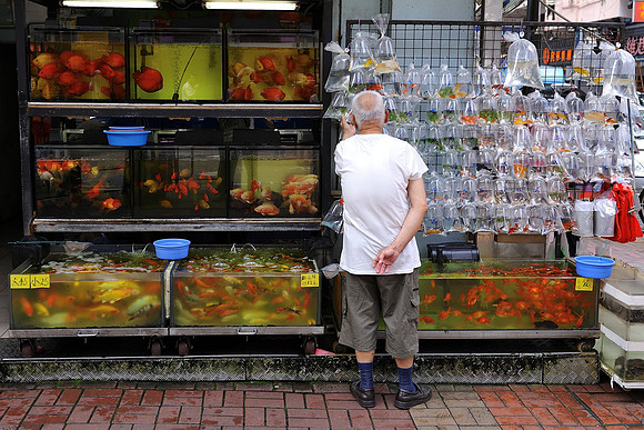 Tropical fish market Hong Kong